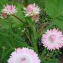 Helichrysum bracteatum 'Flore Pleno rose argente